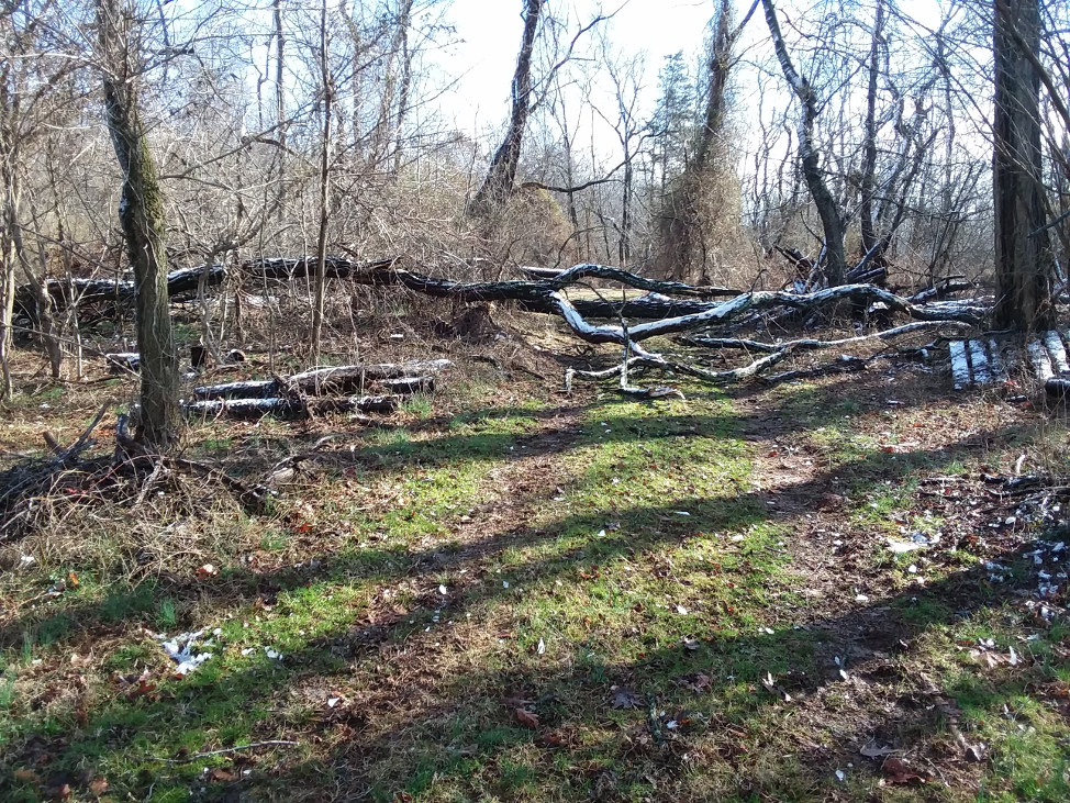 downtree1.jpg