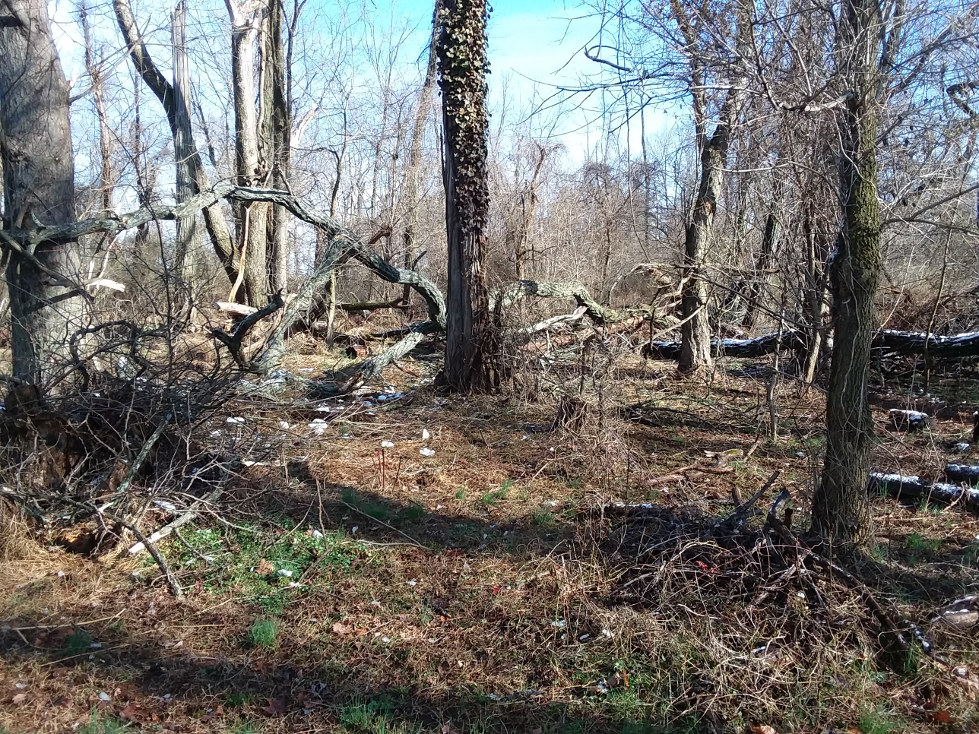 downtree2.jpg