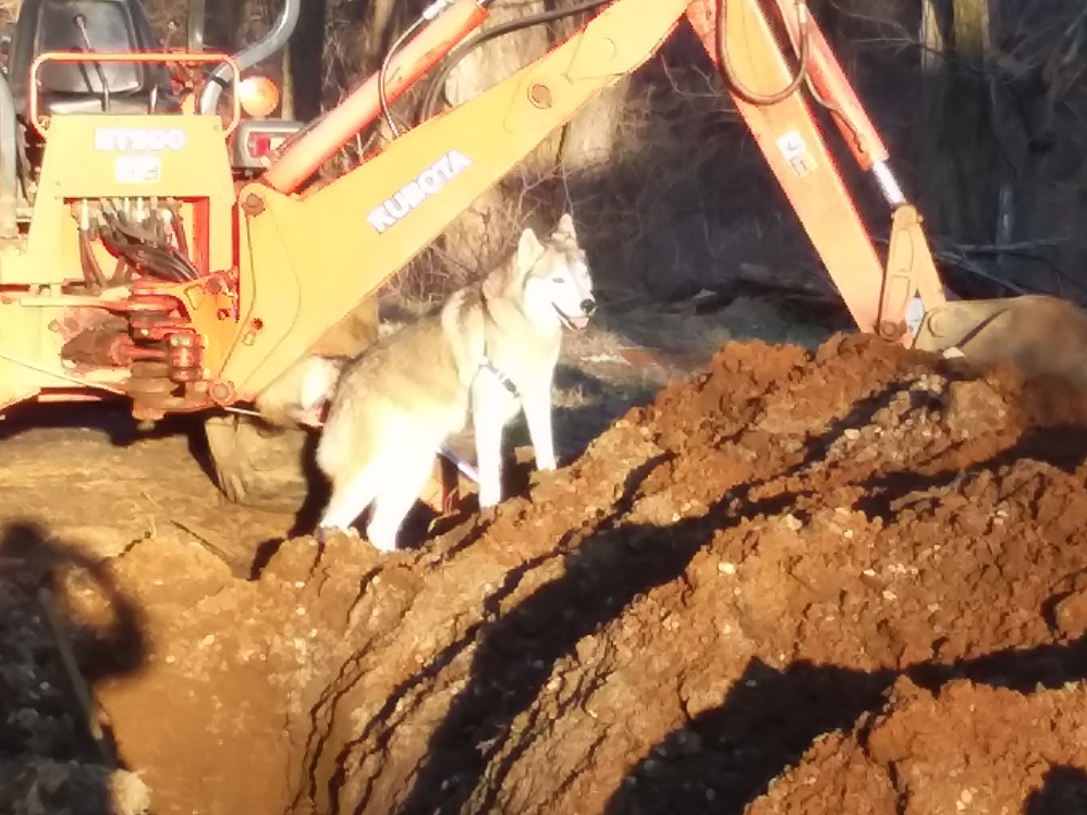 dozer1_0.jpg