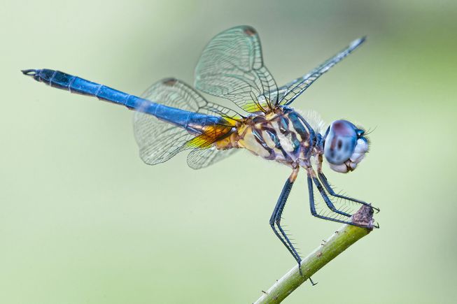 dragonfly-lead.jpg.653x0_q80_crop-smart.jpg
