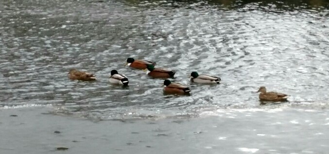 duck.jpg