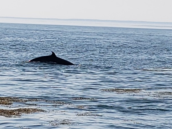 fundy53.jpg