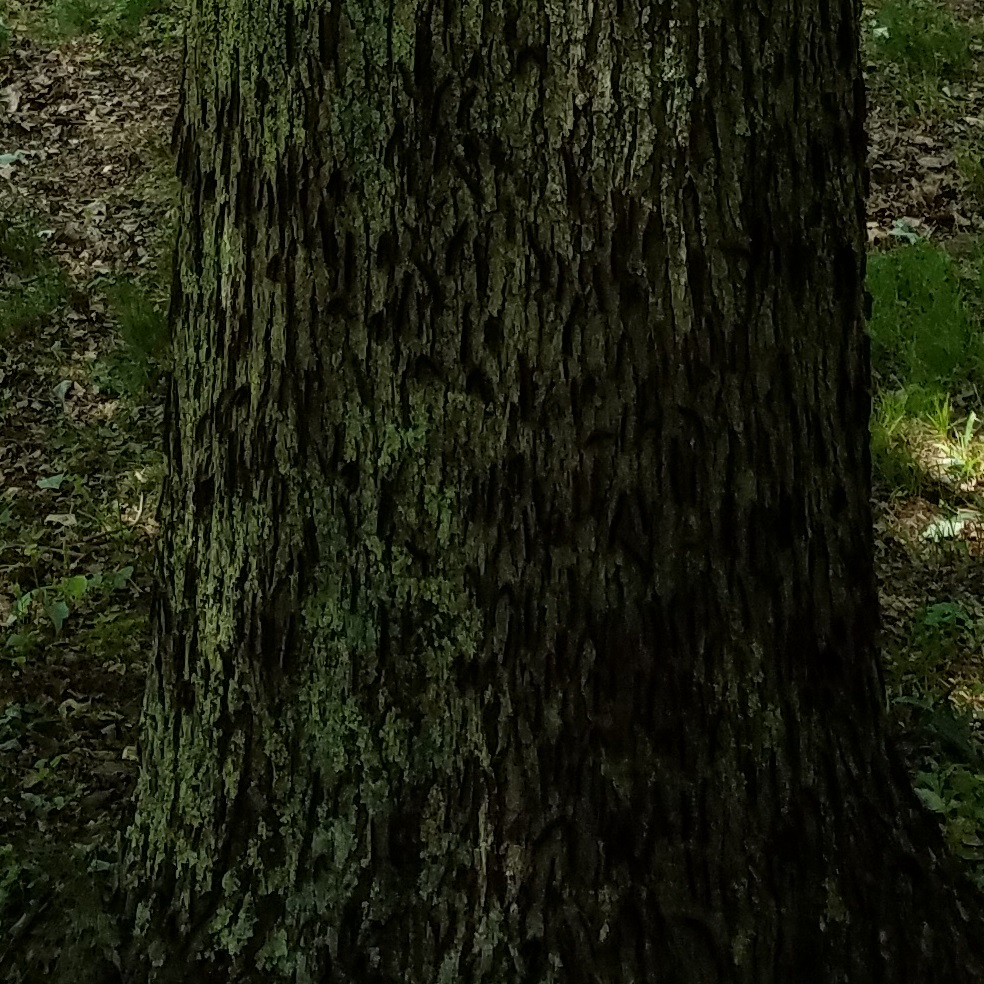 fungus-crop.jpg