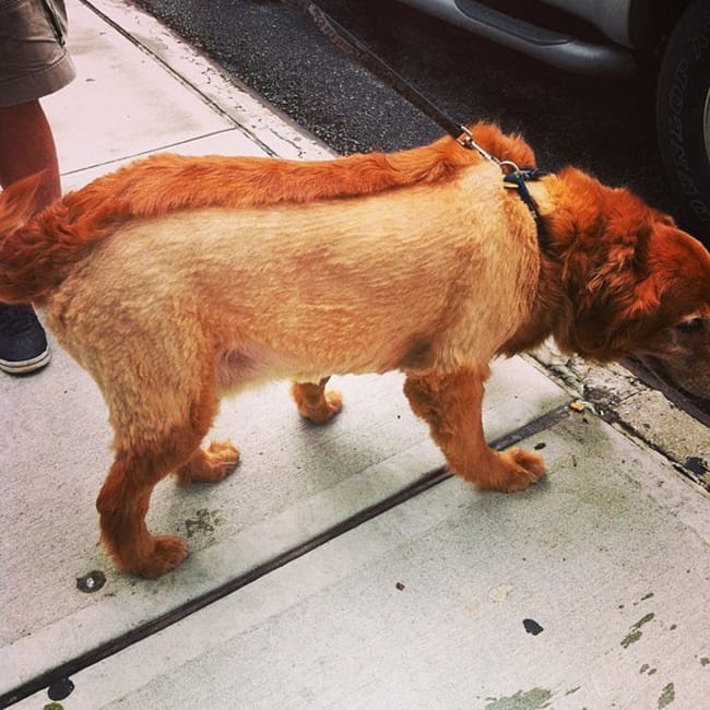 funny-dog-haircut-1.jpg