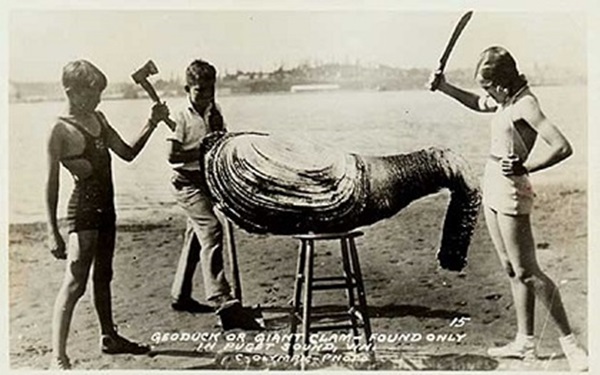 geoduck.jpg