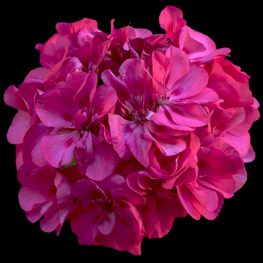 geranium.jpg