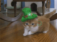 giphy_sCibBogOTWemk_fixed_width001.gif