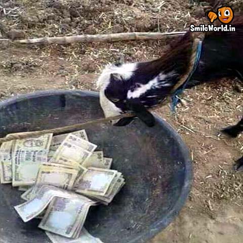 goat 04.jpg