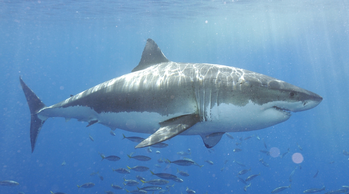 greatwhite.jpg