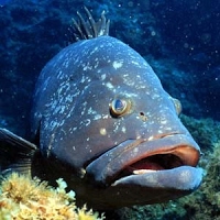 grouper.jpg