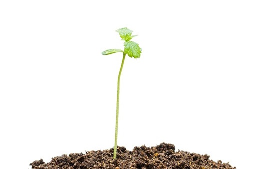 growth-cycles-seedling_0.jpg