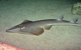 guitarfish.jpg