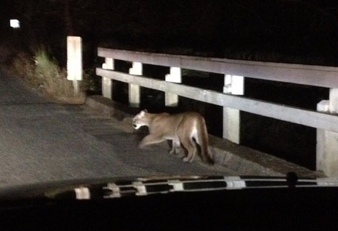 humboldt-cougar_0.png