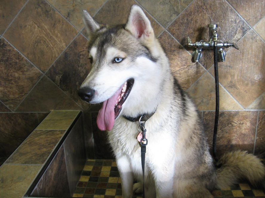husky1.JPG