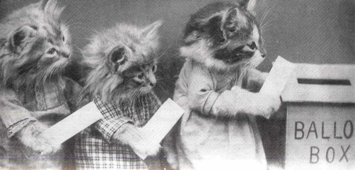 kittens-voting.jpg