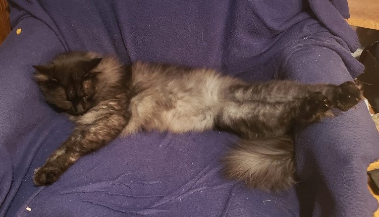 kitty Lightning relaxing VLZ.jpg