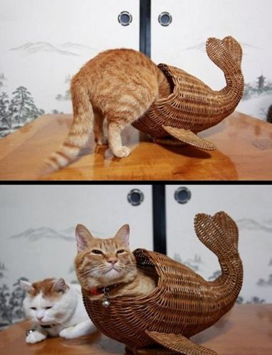 kitty fish500.jpg