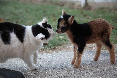 kitty lamb.jpg