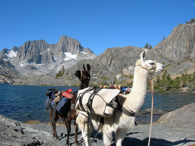 llamas-john-muir-trail1.jpg