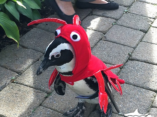 lobster-penguin.jpg