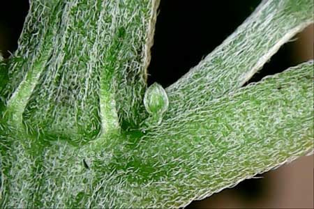 male-pre-flower-on-stem-closeup-sm.jpg