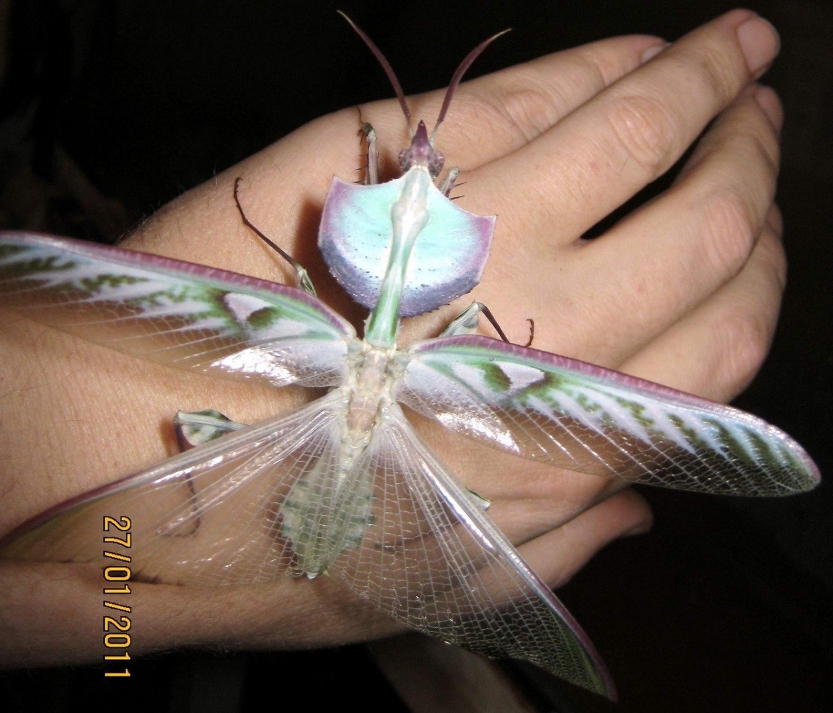 mantisdf.jpg