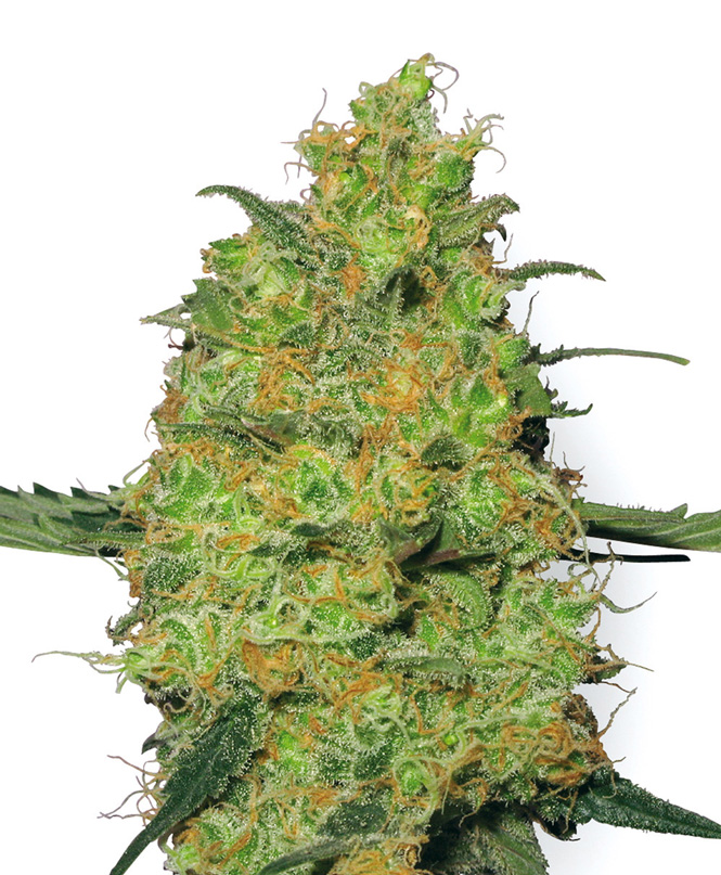 master-kush-xl_0.jpg