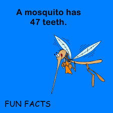 mosquito teeth.png