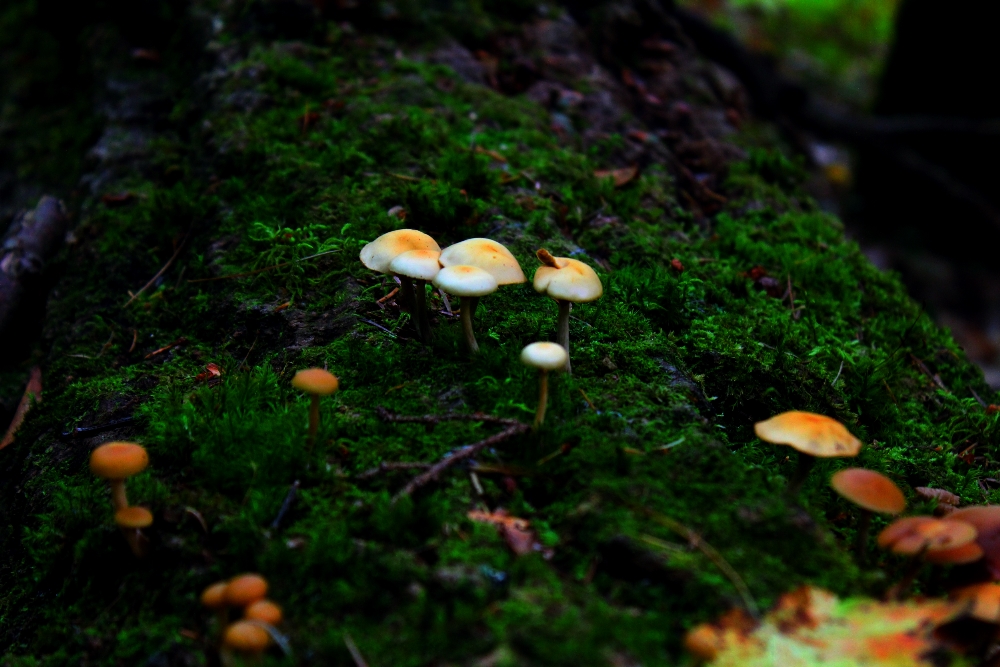 mosshroom.jpg