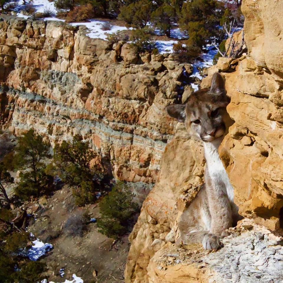 mt lion utah.jpg