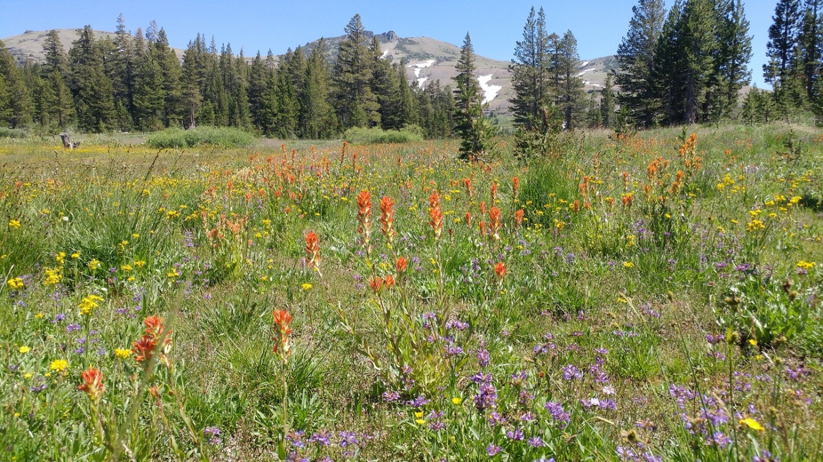 mtn flower2_0.jpg