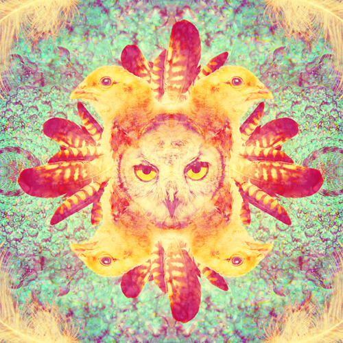 owl 500.jpg