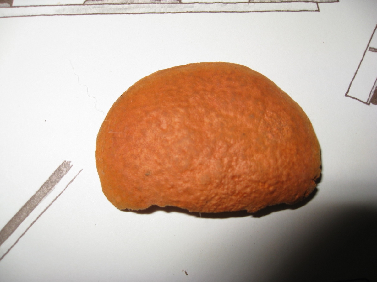 poly1.JPG