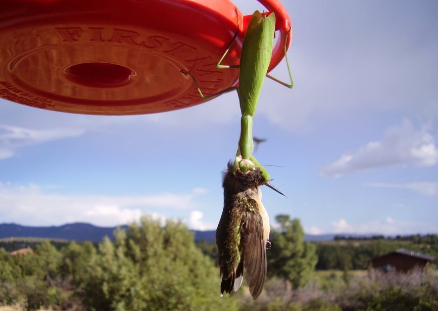 praying-mantis-eating-bird_copy_885x629.jpg