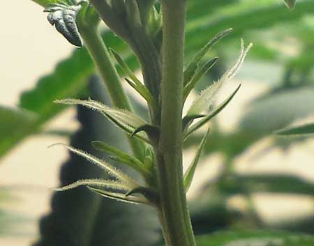 pre-flowers-female-cannabis-huge-pistils-sm.jpg