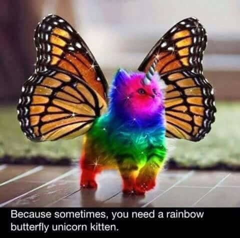 rainbowunicornbutterflykitten.jpg