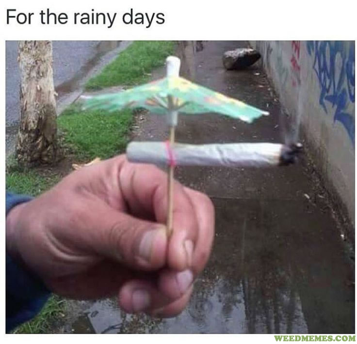 rainy-day-roach-clip-weedmemes.jpg