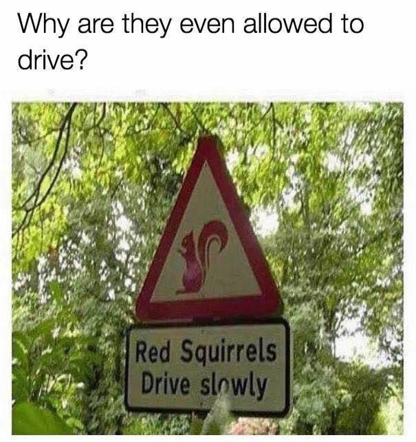 rsds.jpg