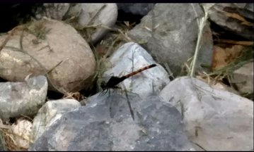 rsz_img_20170719_093626.jpg