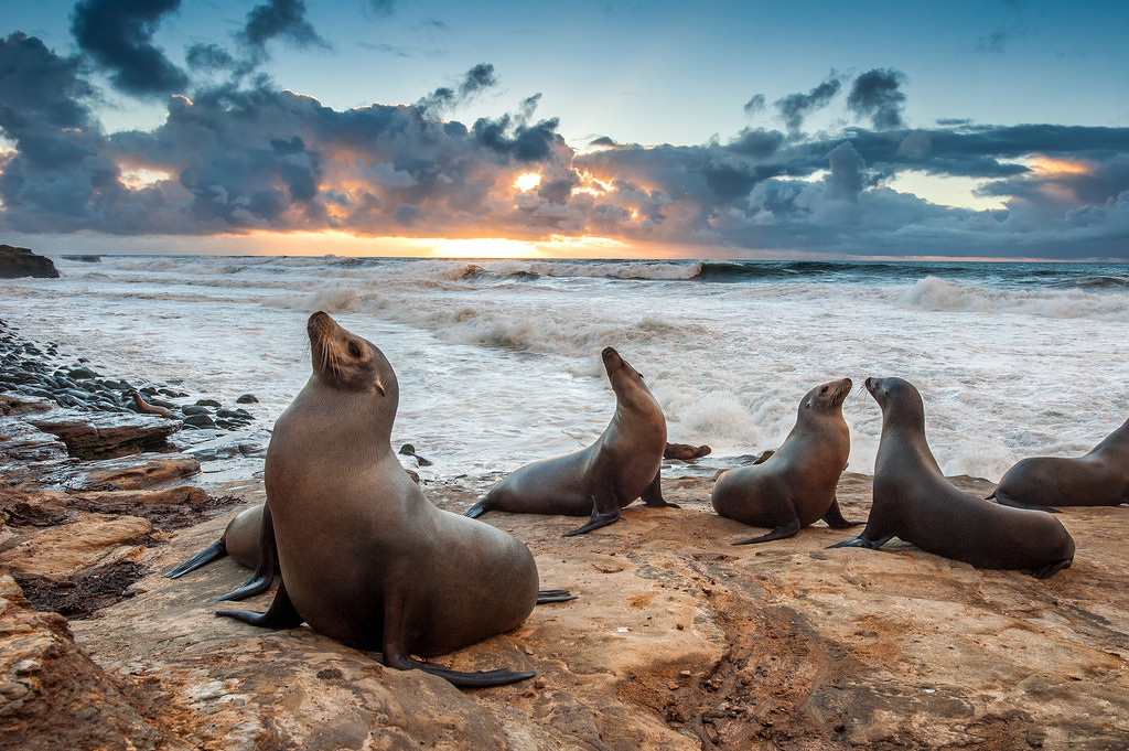 sea lions_5.jpg