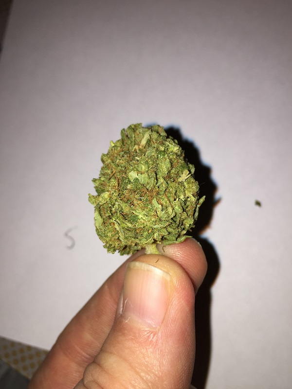 sensi star.JPG