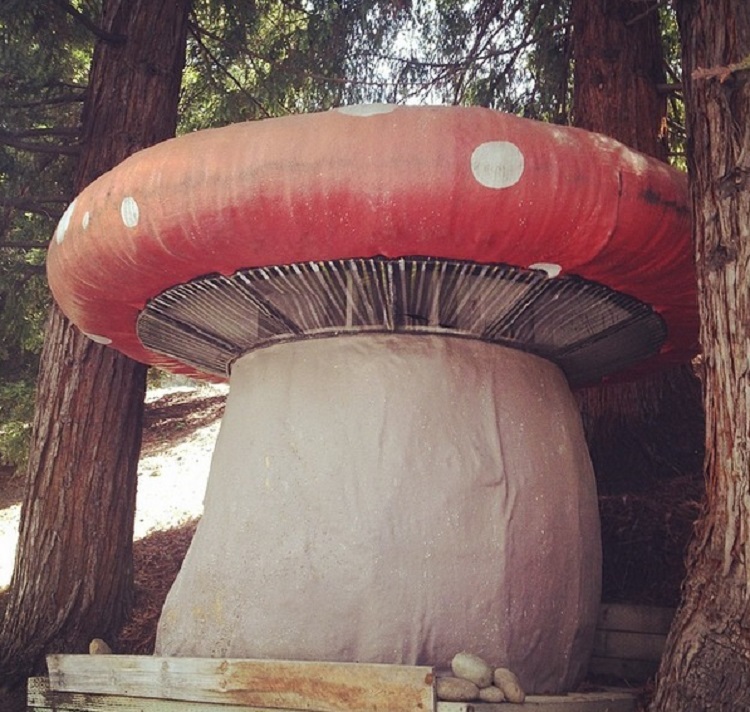shroom.jpg