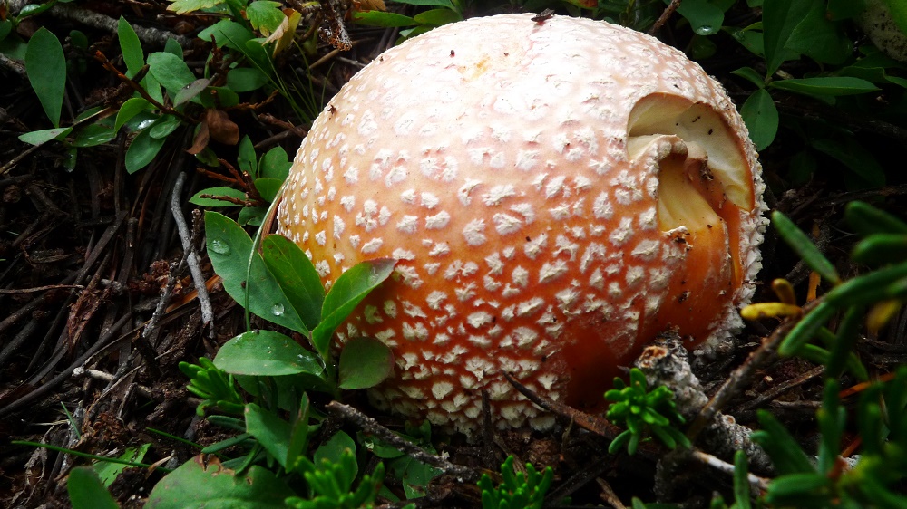 shroom_0.jpg