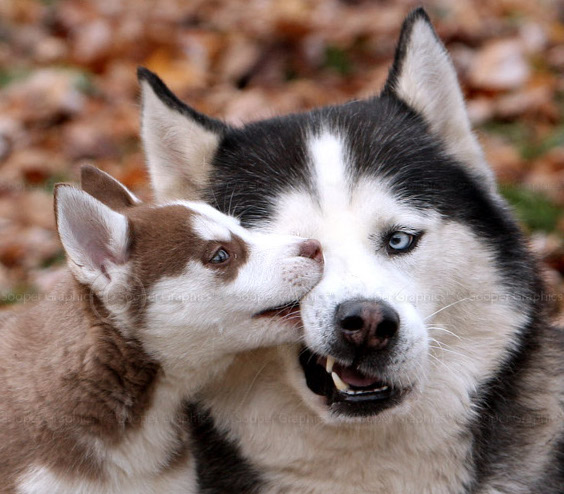 siberian-huskies-1628-by-sooper-husky_0.jpg