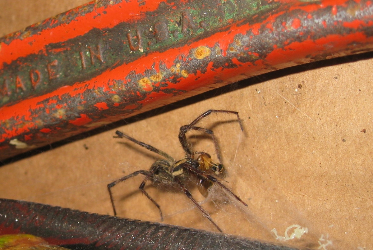 spide02.JPG