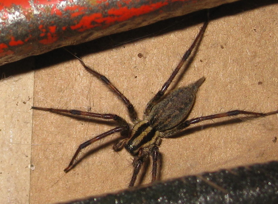 spide04.JPG