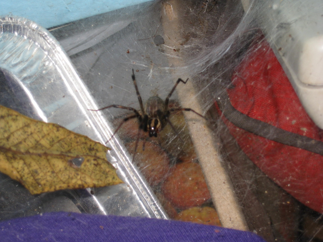 spider01.JPG