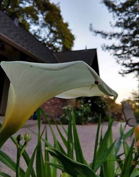 spider_lily.jpg