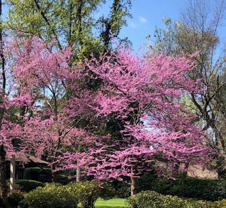 spring.jpg