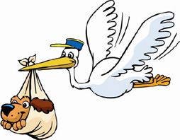 storkclub1.jpg